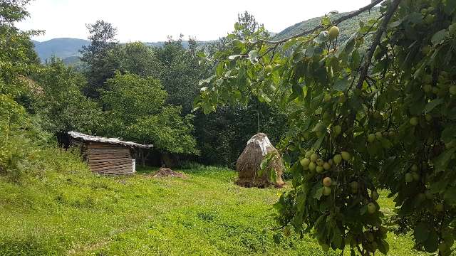 Brnjak šljivik