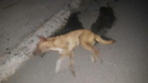 Jedan od otrovanih pasa, Foto: Udruženje Šapa