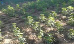 Kanabis, marihuana
