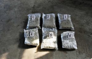 Zaplenjena marihuana