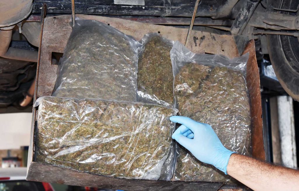 Zaplenjena marihuana