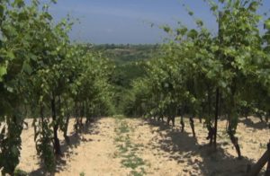 Velika hoča vinograd