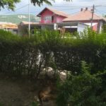 otrovani psi