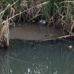 The warnings of the Gracanka River and tailings Gračanka