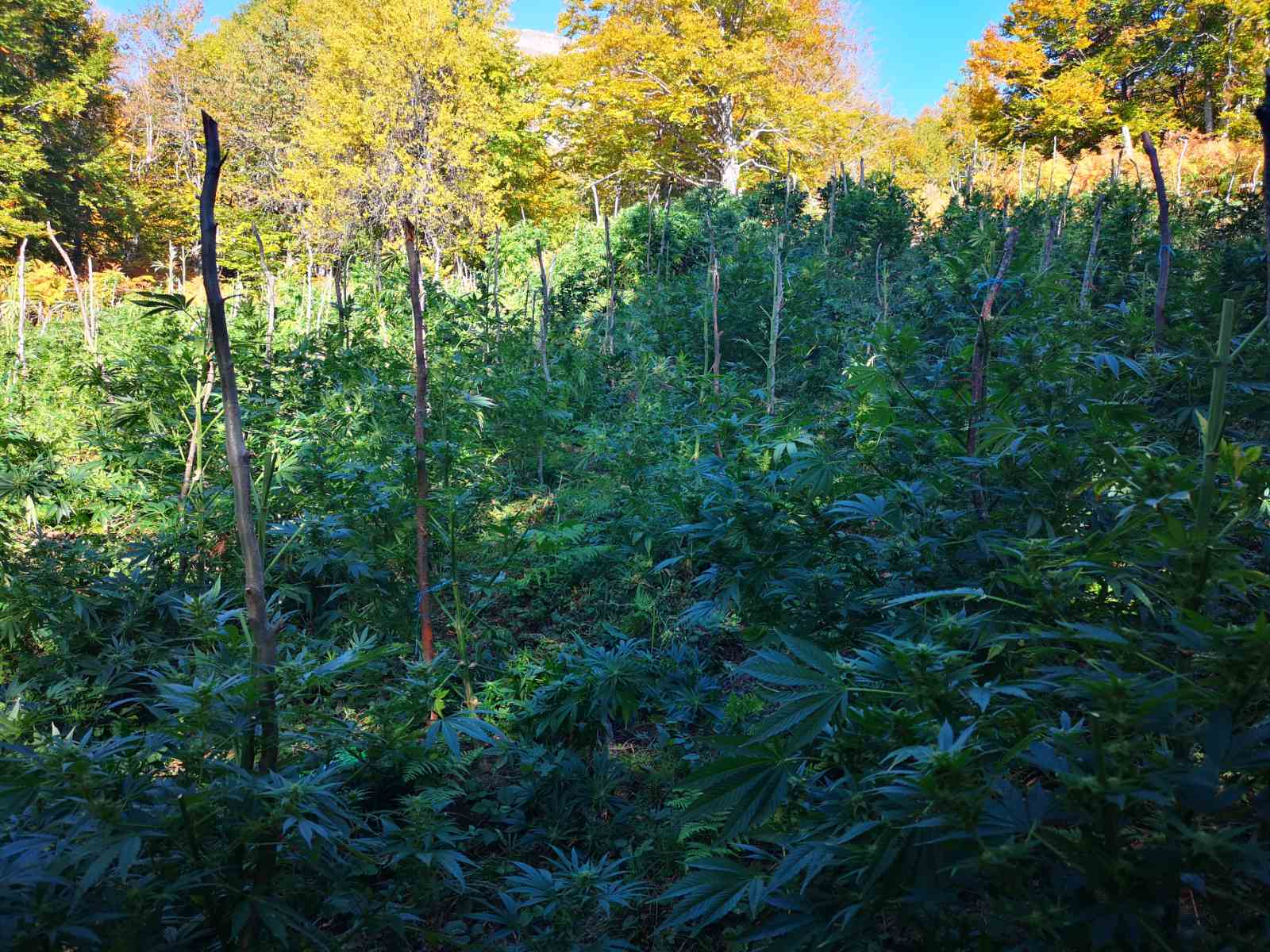 marihuana košare