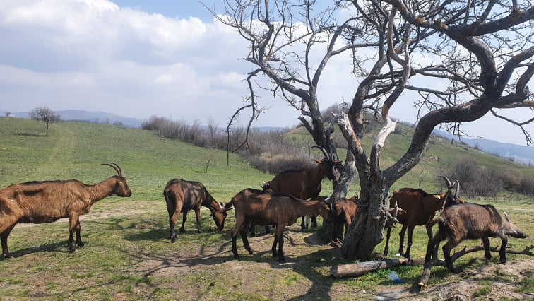 Kosovo privremeno zabranilo uvoz ovaca i koza iz Severne Makedonije