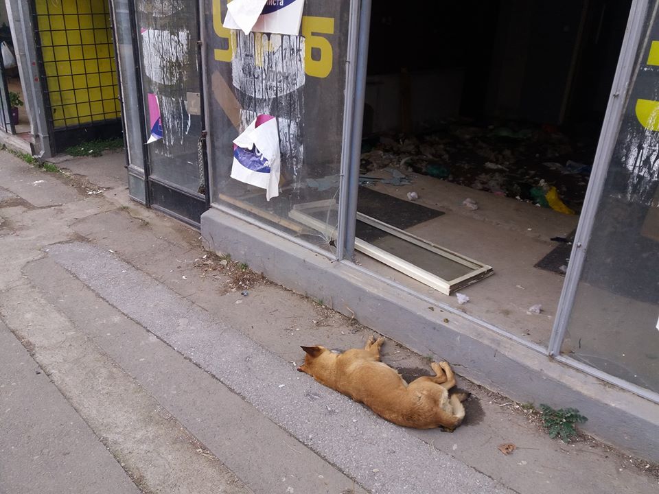 Foto: Udruženje za zaštitu životinja "Šapa"