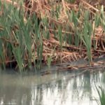 Reka ponovo smrdi, a iz opštine nemaju vremena ili nisu nadležni Reka Gračanka
