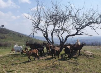 Maleno stado ukras iznad grada