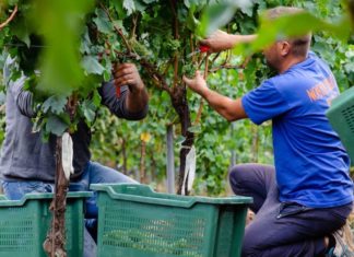 The art of wine-making in the north of Kosovo