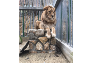 Animal Rights Foundation: A smuggled lion is still illegally locked up in a  cage in a Gnjilane resort - KoSSev