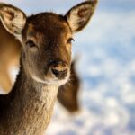 Evropski jelen se vratio na Kopaonik posle 160 godina