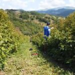 Malina sa Rogozne: Porodični posao, plodno tle i idealna klima