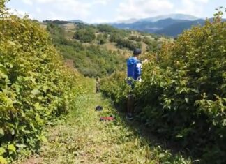 Malina sa Rogozne: Porodični posao, plodno tle i idealna klima