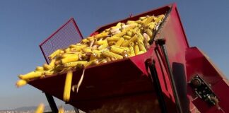 AUV Kosova: Odbili smo uvoz 27 tona kukuruza iz Srbije zbog povećanog nivoa aflatoksina