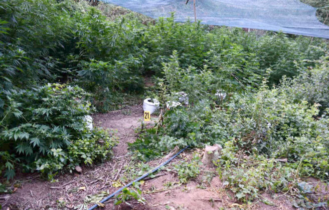MUP Marihana plantaža