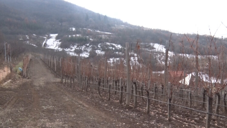 Sveti Trifun 1 Jevremović Leposavić