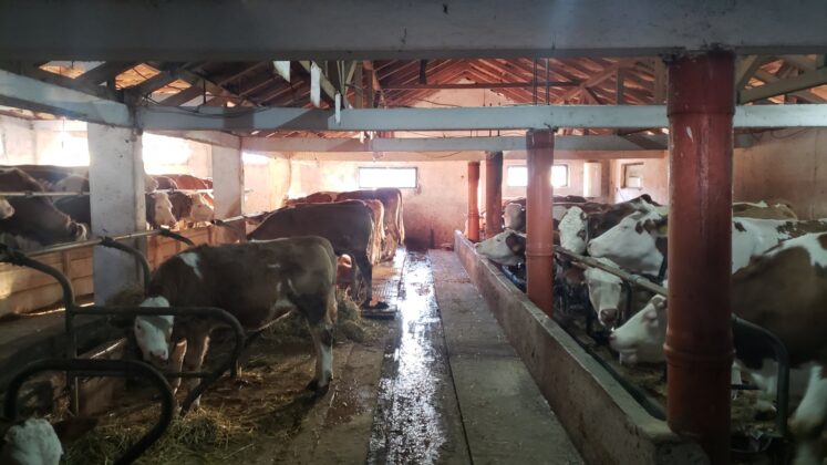 farma krava