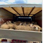 ovce krijumčarenje kamion
