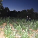 Farma za uzgoj narkotika uništena kod Mališeva