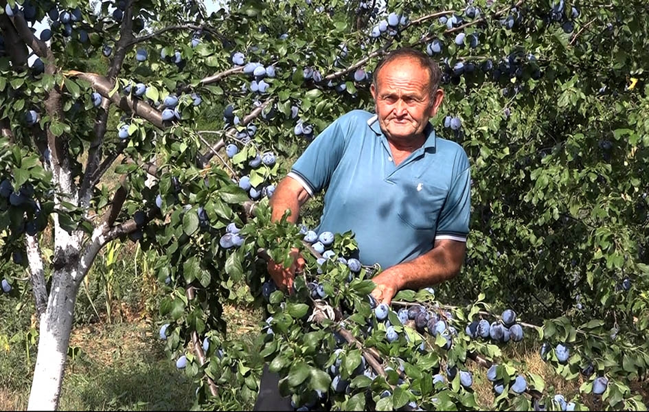 živorad slavić, voćar, gornja gušterica