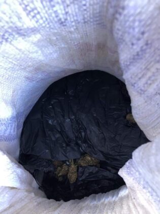 marihuana Džak Albanija Kosovo