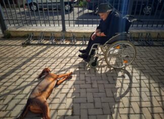 Priča sina o majci: Volja i ljubav kao prirodni lek za sve u životu Međunarodni dan invalida