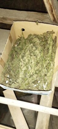 marihuana zaplena