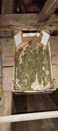 marihuana zaplena