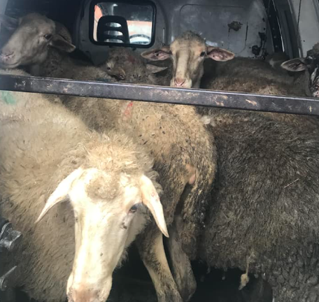 zaplenjene ovce u vitini