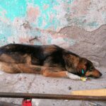 An investigation is launched into dog poisonings in N.Mitrovica
