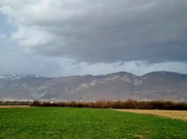 Lažnim ovlašćenjem prodala stričevu zemlju za 150.000 evra, uhapšena zbog sumnje na prevaru