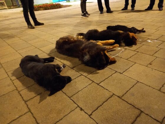 Psi otrov Mitrovica Šetalište