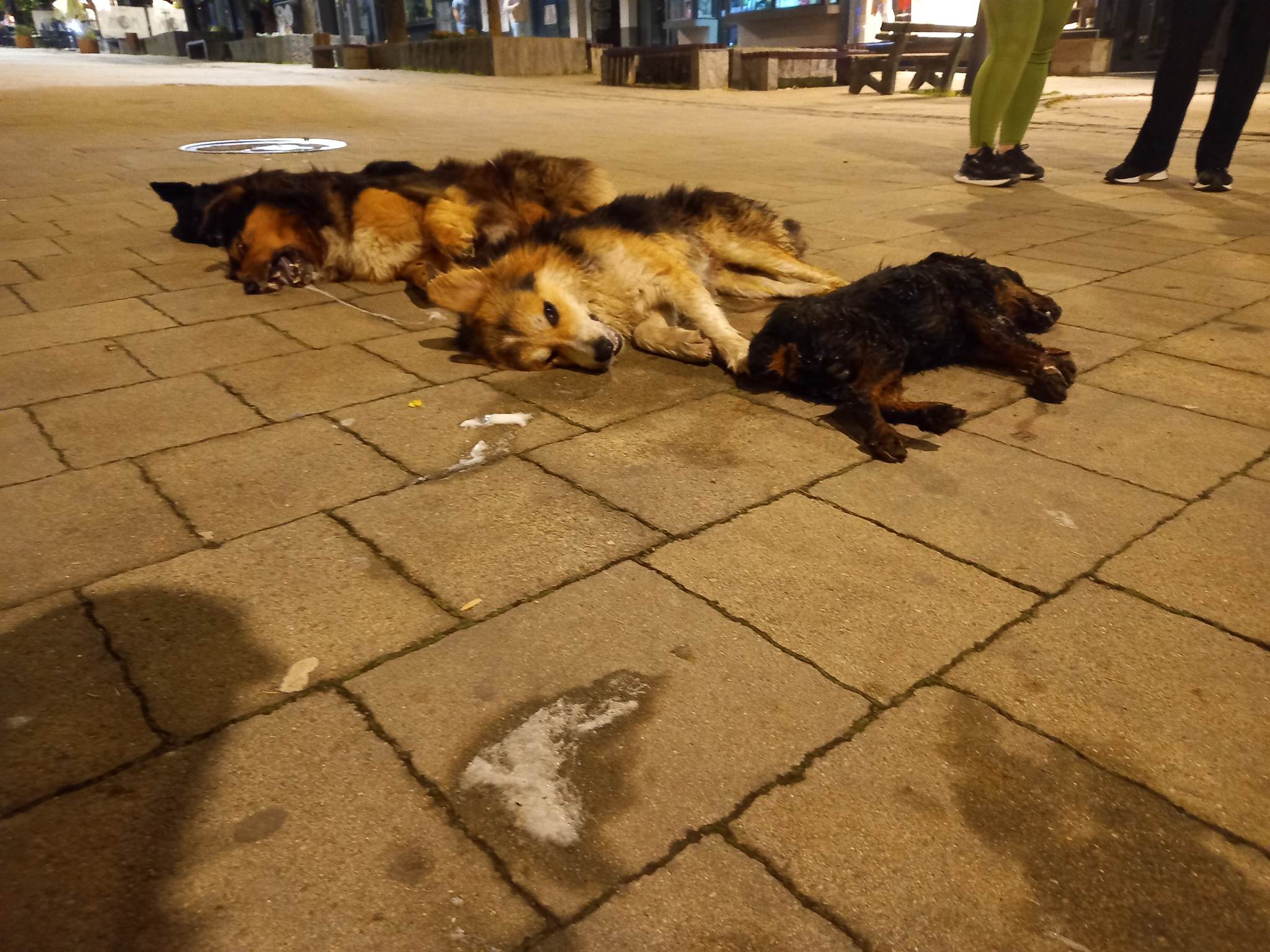Psi otrov Mitrovica Šetalište