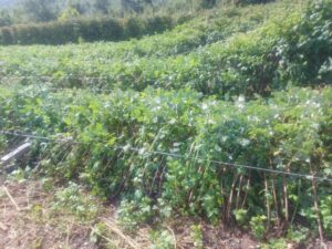maline