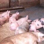 Kosovska agencija za hranu i veterinu pozvala uzgajivače svinja da primene mere za sprečavanje afričke kuge svinje afrička kuga