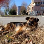 How man became his best friend’s enemy? pas psi mitrovica