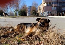 Ulični psi između straha građana i ljudske odgovornosti pas psi mitrovica