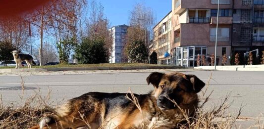 pas psi mitrovica