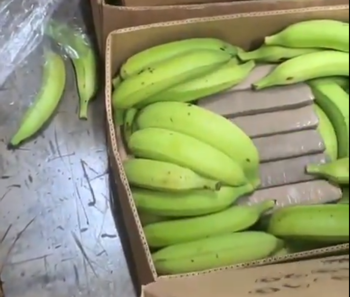148 kilograma kokaina skrivenog u bananama, u Italiji uhapšena trojica Albanaca