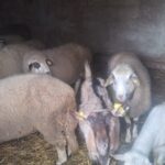Radio Goraždevac: Povratnik iz Biče izložen pucnjavi u pokušaju krađe ovaca krađa ovaca