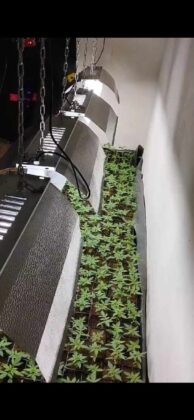 lampe marihuana