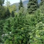 Severna Albanija, područje sa najvećom rasprostranjenošću uzgoja narkotičnih biljaka