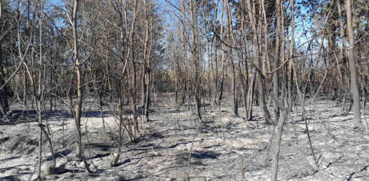 Sušica Požar