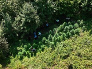 Košare: Pronađene dve plantaže plantaža marihuane Đakovica