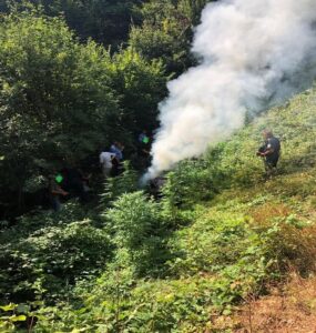plantaža marihuane Đakovica