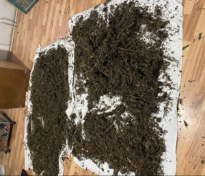 Kosovska policija zaplenila 100 kg marihuane Marihuana zaplena 100 kg