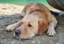 Animal Protection in Kosovo: A Long Road Ahead FOTO: KoSSev