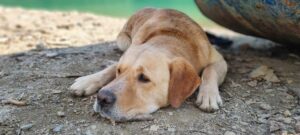 Savet veterinara kako da pripremite ljubimce