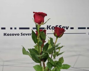 8. mart dan žena ruža